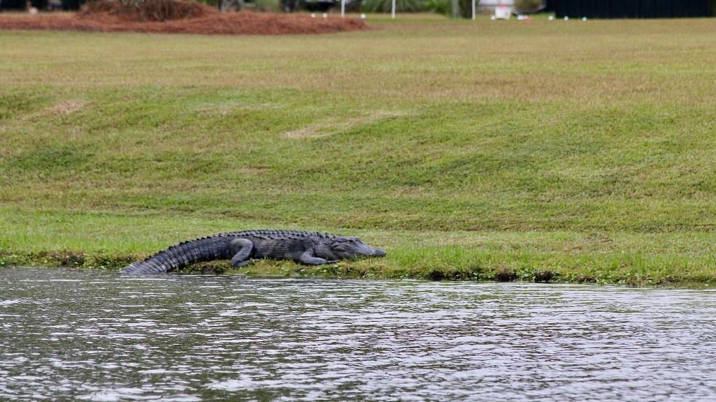 Alligator on the bank